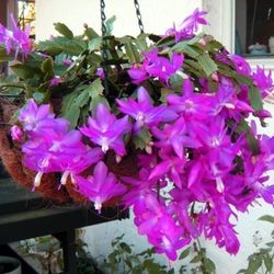 Christmas Cactus Hanging Basket 