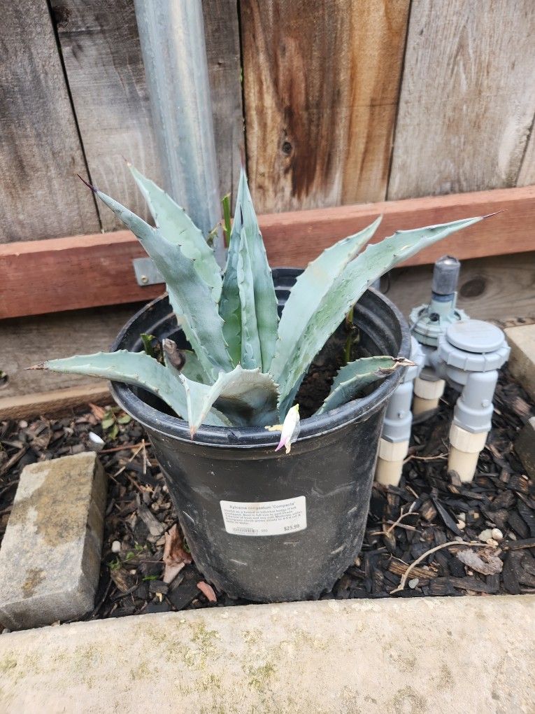 American Aloe Plant In 4 Gallon Pot