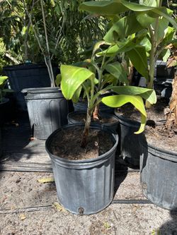 Ice Cream banana Plant