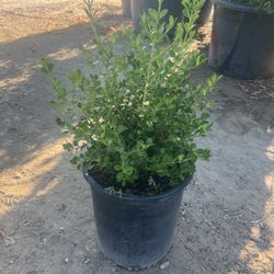 5 Gallon Japonese Boxwoods