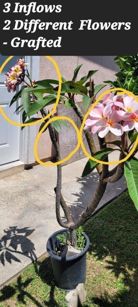 Exotic Frangipani Grafted Plumeria Multi Different Color Flowers In One Tree, 4'10" Rooted Established Rare Find Living Bouquet Hawaiian Beauty