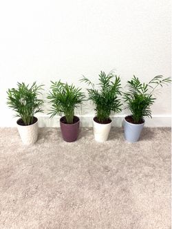 Palm plants
