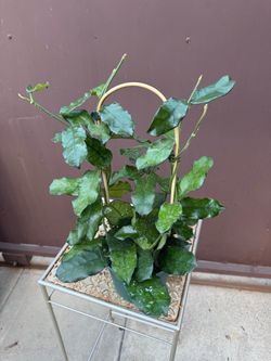 6” hoya globulosa