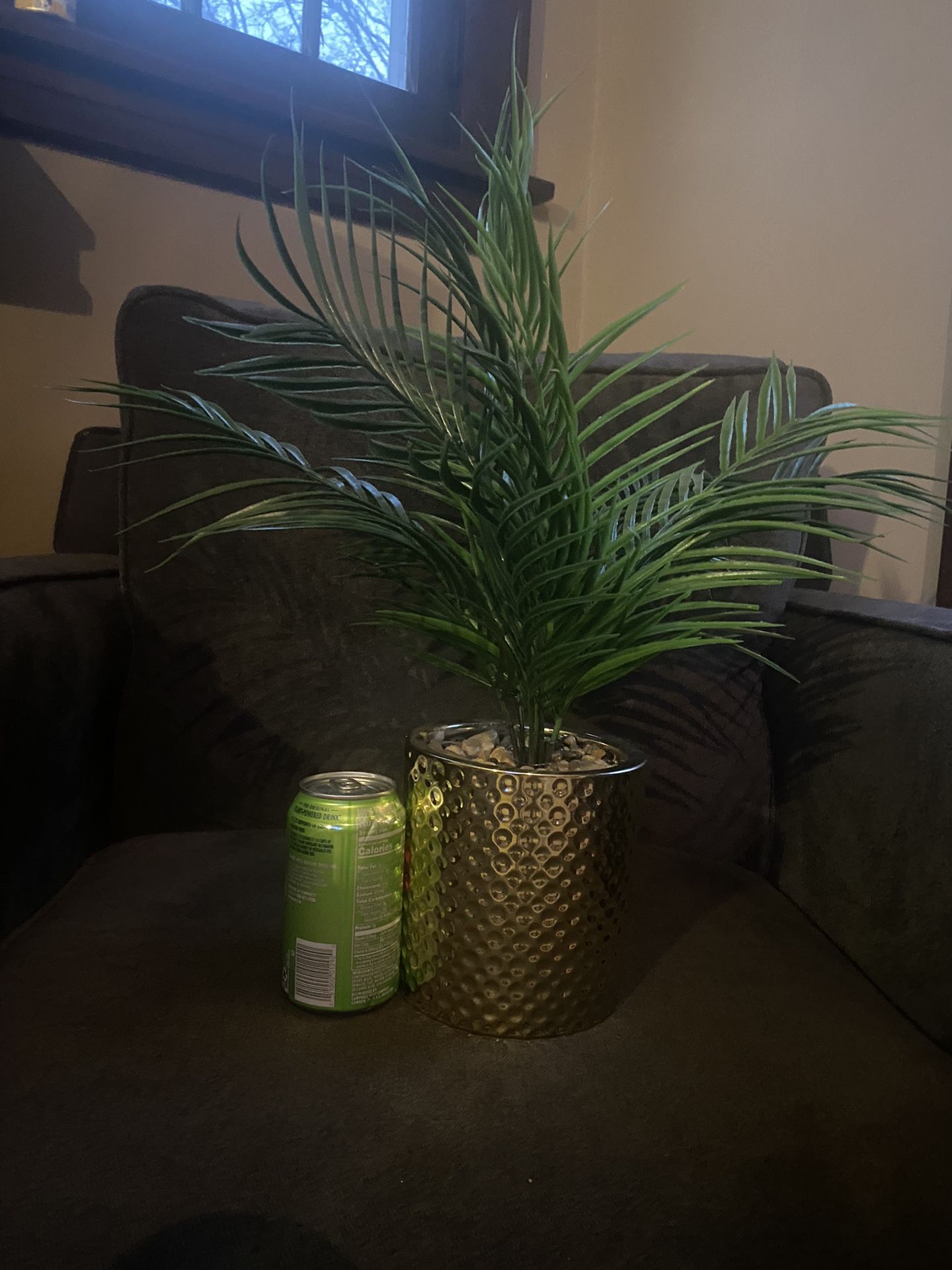 MED Decorative Plant