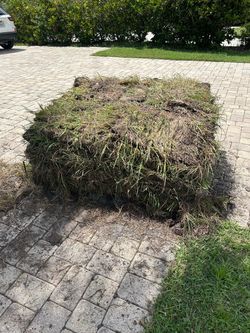 Free Bahia Sod