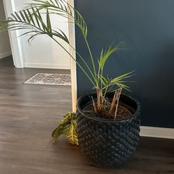 Palm Tree in Huge Pot