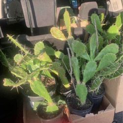 Nopales Prickly Pear Cactus Plants!! $10 Each!! 