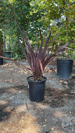 New Zealand Flax ‘Black Adder’ 5gal. Sold individually.