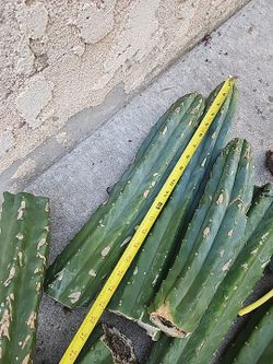 Echinopsis Catcus Cutting And Rooted