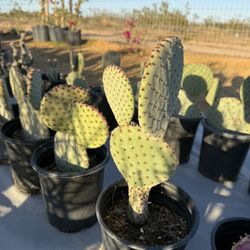 Opuntia Rufida