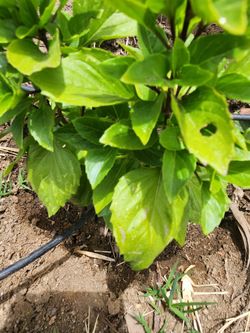 Italian Basil / Plant & Fertilizer / 100% Organic (Regenerative Agriculture)