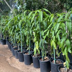 5 Gallon Size- Mango Trees- Almond Trees- Passion Fruit Vines- Persimmon Trees- Lemon Guava Trees- Strawberry Guava Trees- Moringa Trees- Jujube Trees