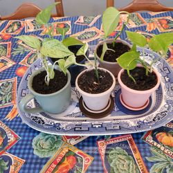 Marble Queen Pothos Starter Plants
