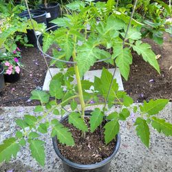 Cherry Tomato plant with tomato cage in 3-gal pot