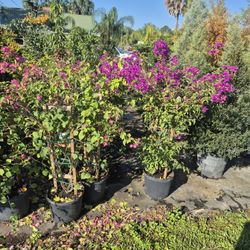 Assorted trees, ten foot tall, delivered and planted