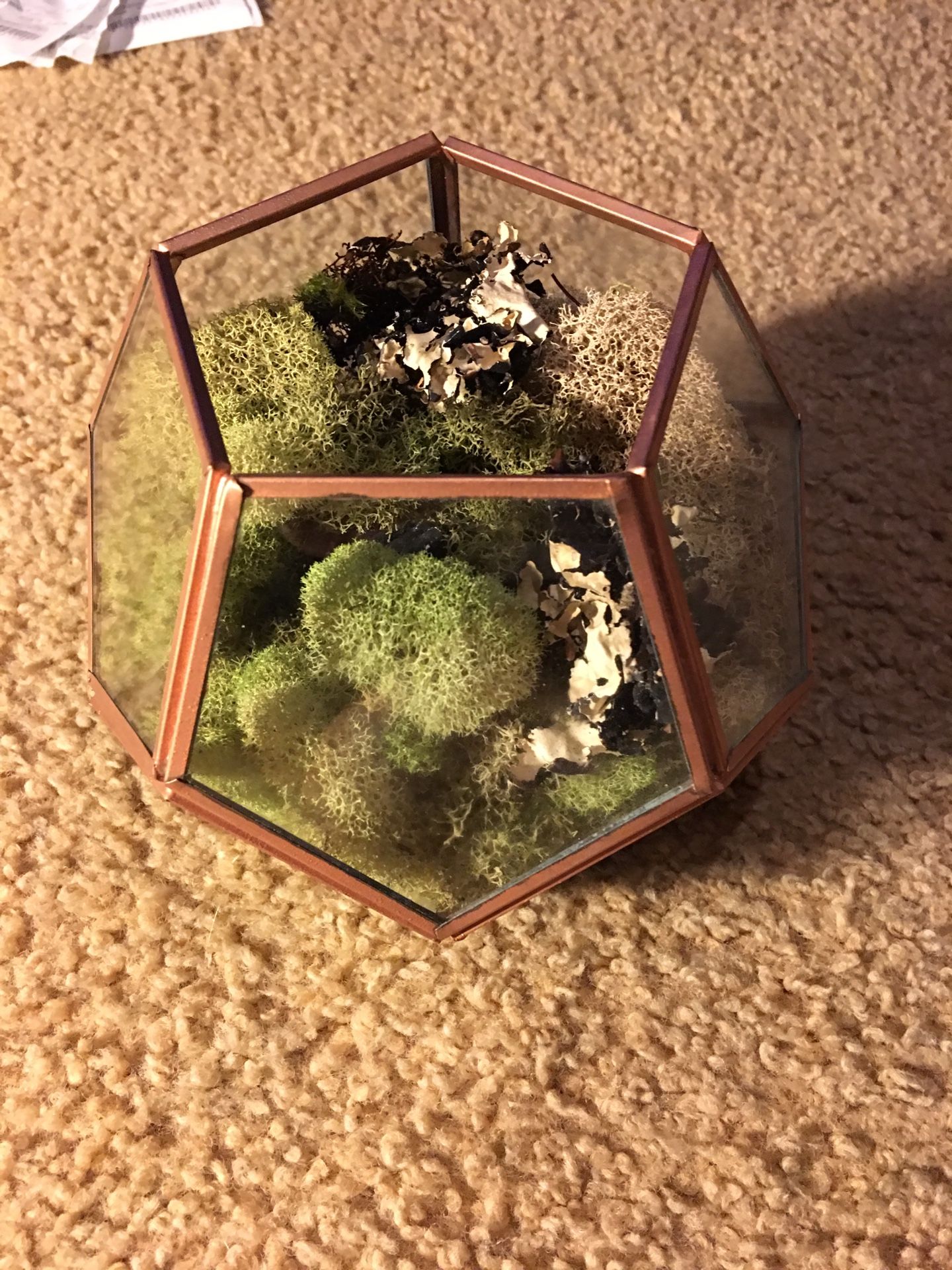 Copper terrarium cost plus world market