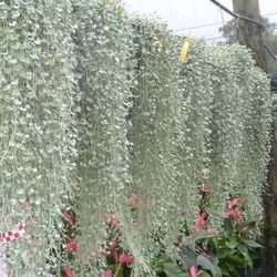 Dichondra plants perennial $4 each 20 available 