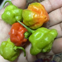 Sweet Pepper Plants 