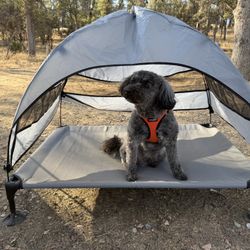 Elevated Dog Bed with Canopy