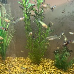 30 Gallon  Aquarium