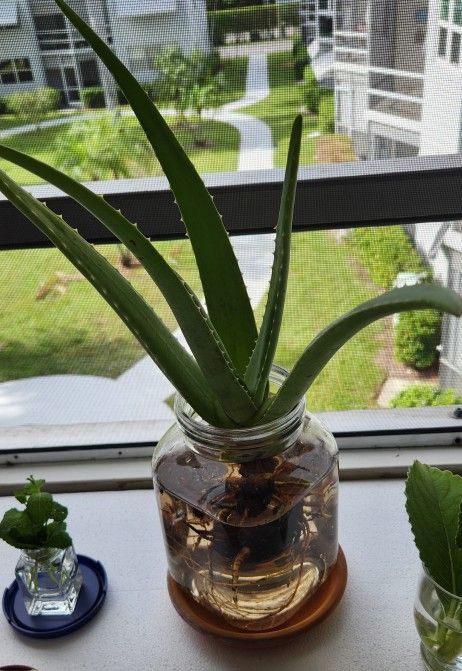 Organic Aloe Vera Plant. Just $5.