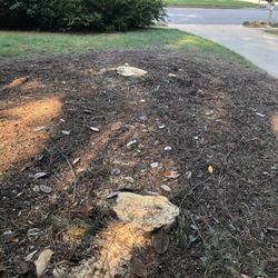 Stump Removed,Se Muelen Troncos  