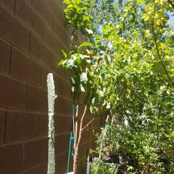 Guava tree/ White guava 