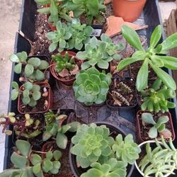 Succulent Plants 