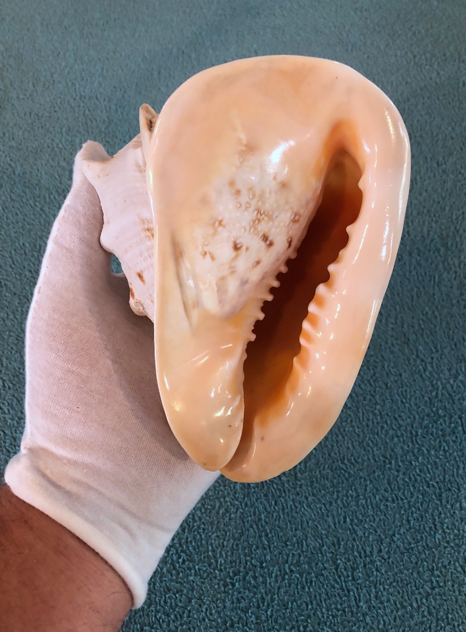 Horned Helmet Seashell (Cassis cornuta) — Nice Collector Shell / Decor Item
