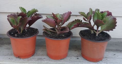 Kalanchoe Longiflora Succulent Plants 🪴 $4 Each Plant 