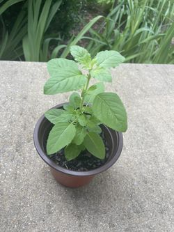 Tulsi/ Holy Basil Plants
