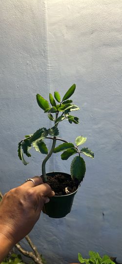 Leaf of life plant available
