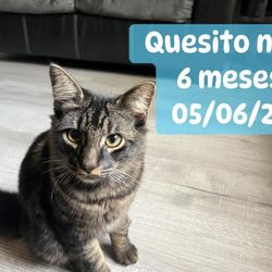 Adopción , 2 Gatitos De 6 Meses Color Negro Atigrado