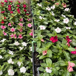 Vincas