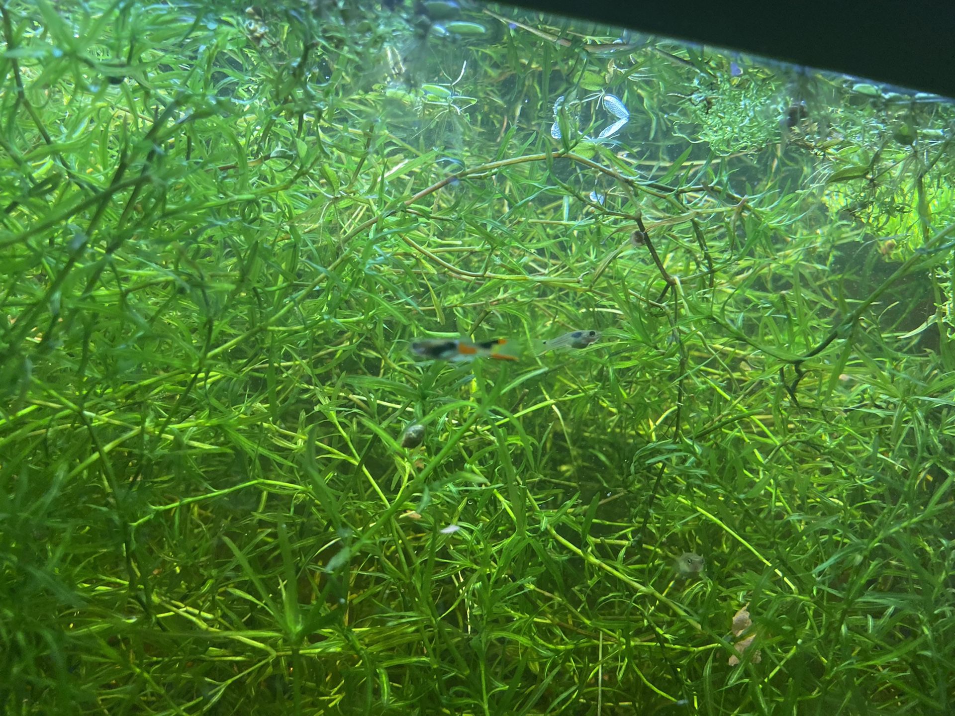 AQUARIUM PLANTS - Guppy Grass