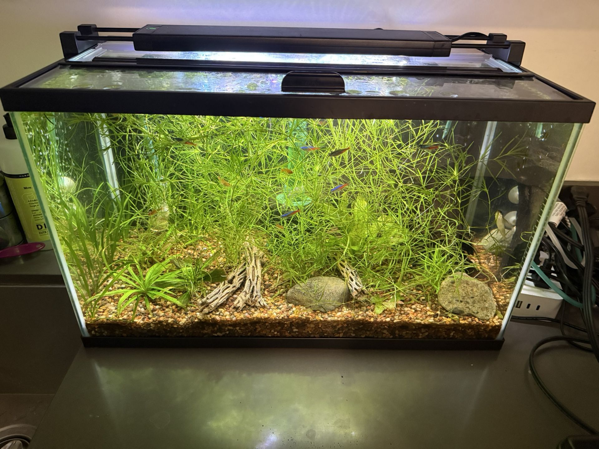 10 Gallon Fish Tank