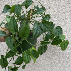 Beautiful Monstera Siltipecana Plant 6” Pot
