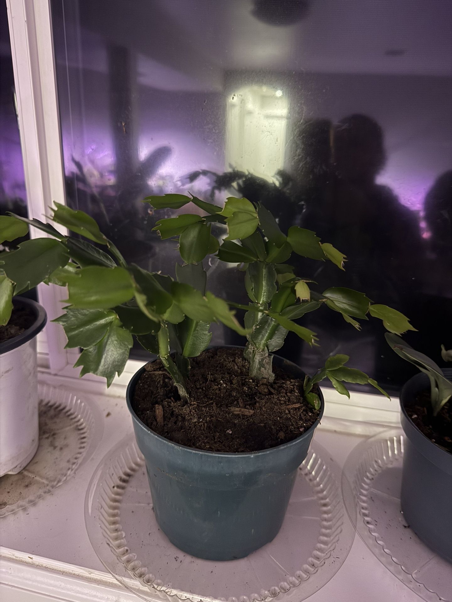 Christmas Cactus Plant In Pot Will Bloom Soon Indoor
