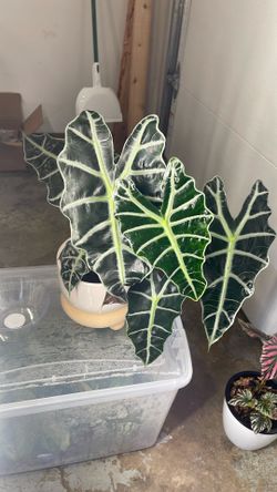 Alocasia Polly 6 Inch Large Plant