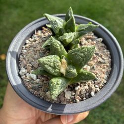 Seed Grown Great Quality Ariocarpus Cactus Plant 