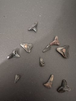 Shark Teeth From Florida
