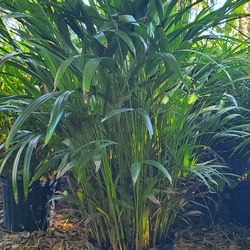 Very Bushy Areca Includes Installation 3 feet tall Hedge Plants Arecas 3 Gallons