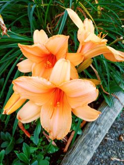 WANT to BUY drain rock and dirt