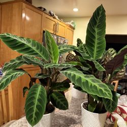 Calathea Jungle Velvet, Ceramic Pot Included
