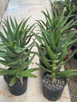 Large Aloe Plants