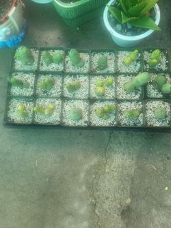 "P" CACTUS (ROOTED)