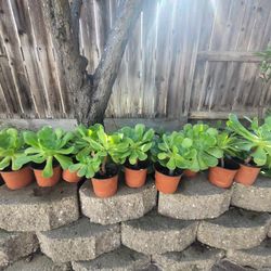 Live Succulents