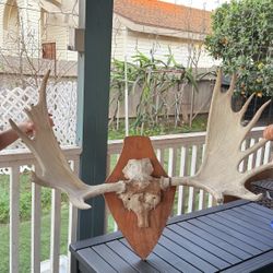 Authentic Deer Antlers with Skull Mount – Real & Natural