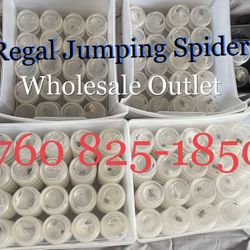 Regal Jumping Spiders