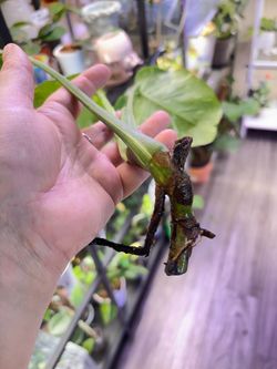 Variegated Monstera Thai Constellation cutting